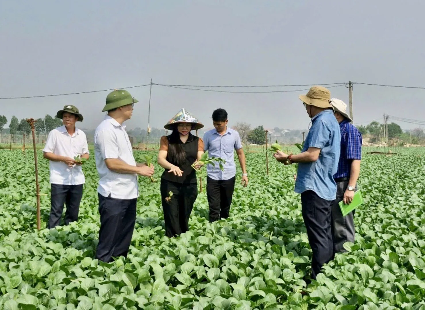 Hà Nội: tăng diện tích sản xuất, bảo đảm nguồn cung nông sản Tết Ất Tỵ