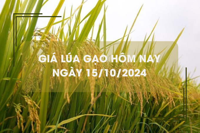 Giá lúa gạo hôm nay 15/10: giá gạo tăng 100 - 300 đồng/kg