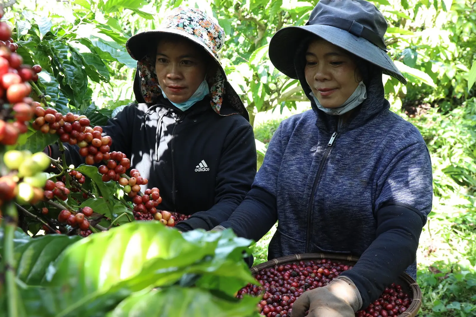 Giá cà phê hôm nay 18/10: chuyên gia lý giải diễn biến cà phê cuối tuần