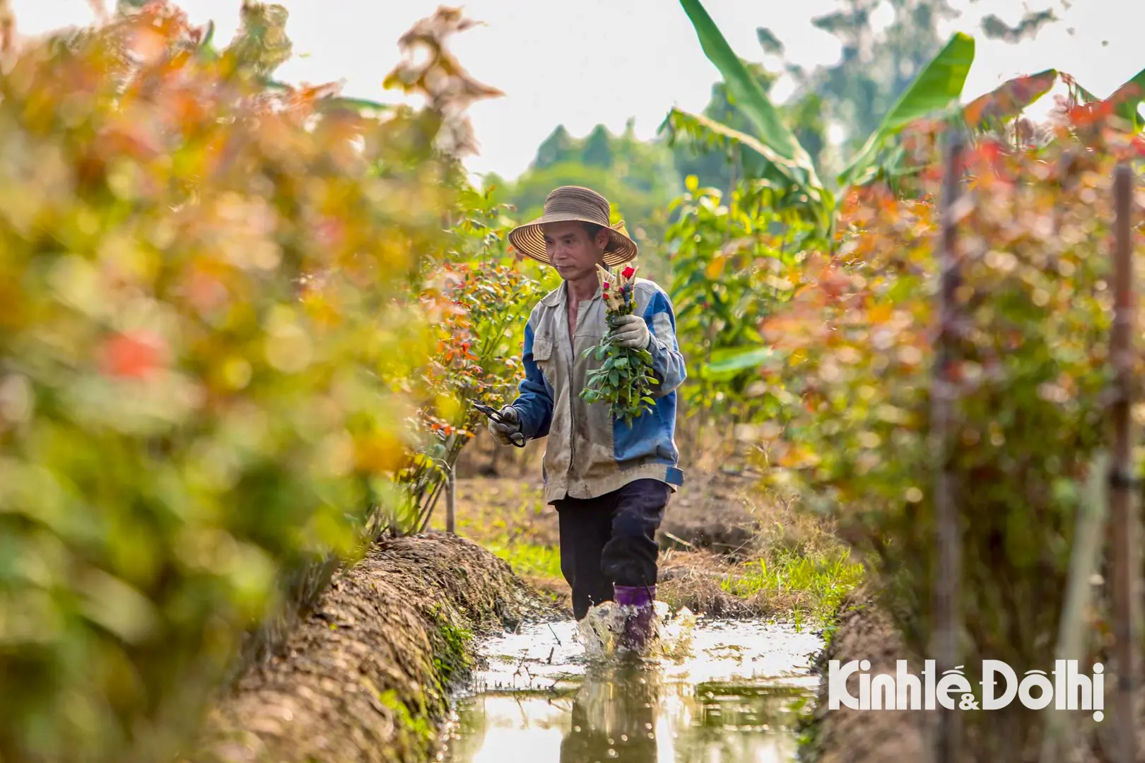 Hoa Mê Linh mất mùa dịp 20/10