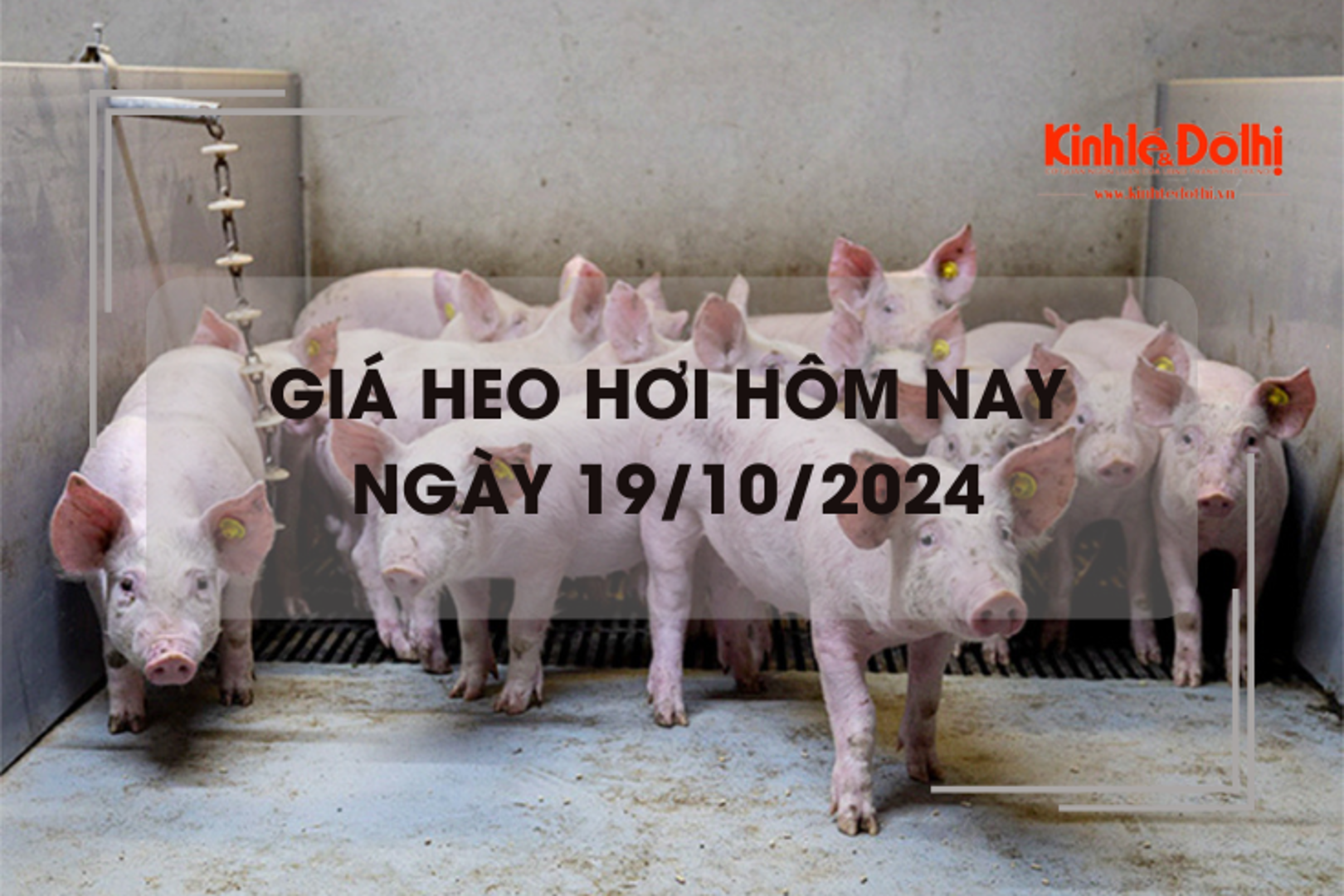 Giá heo hơi hôm nay 19/10: giảm rải rác 1.000 đồng/kg