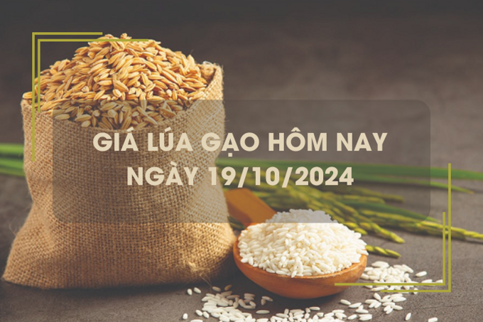 Giá lúa gạo hôm nay 19/10: giá gạo trong nước tăng, xuất khẩu giảm nhẹ