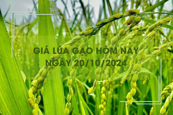 Giá lúa gạo hôm nay 20/10: giá Nàng Nhen cao nhất 28.000 đồng/kg