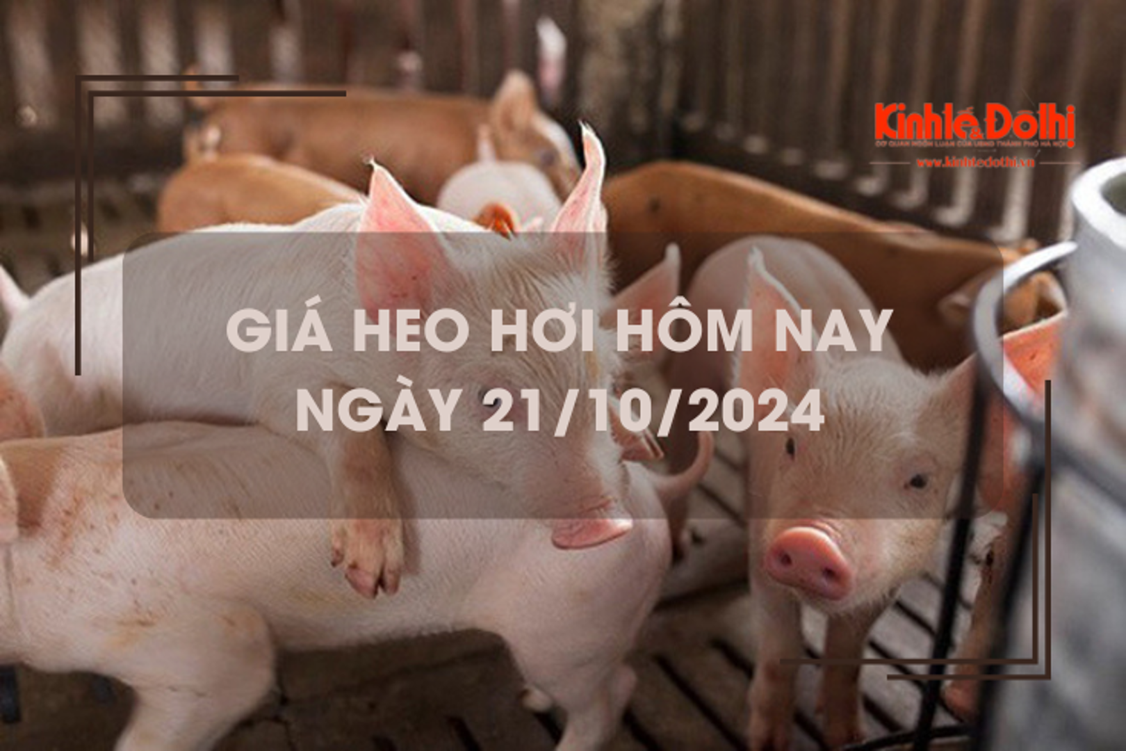 Giá heo hơi hôm nay 21/10: giảm rải rác 1.000 đồng/kg