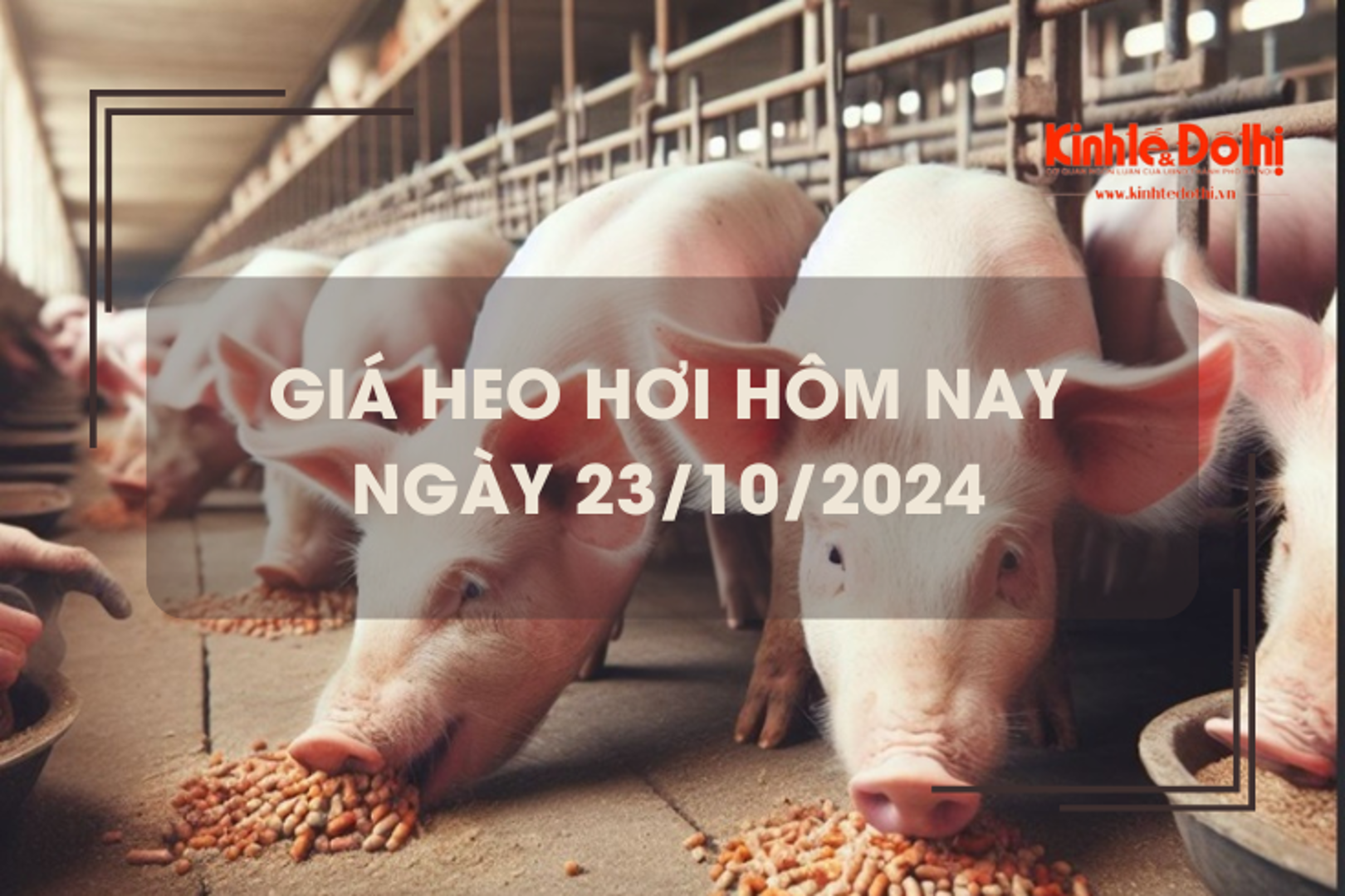 Giá heo hơi hôm nay 23/10: Hà Nội tiếp tục thu mua tại mức 64.000 đồng/kg