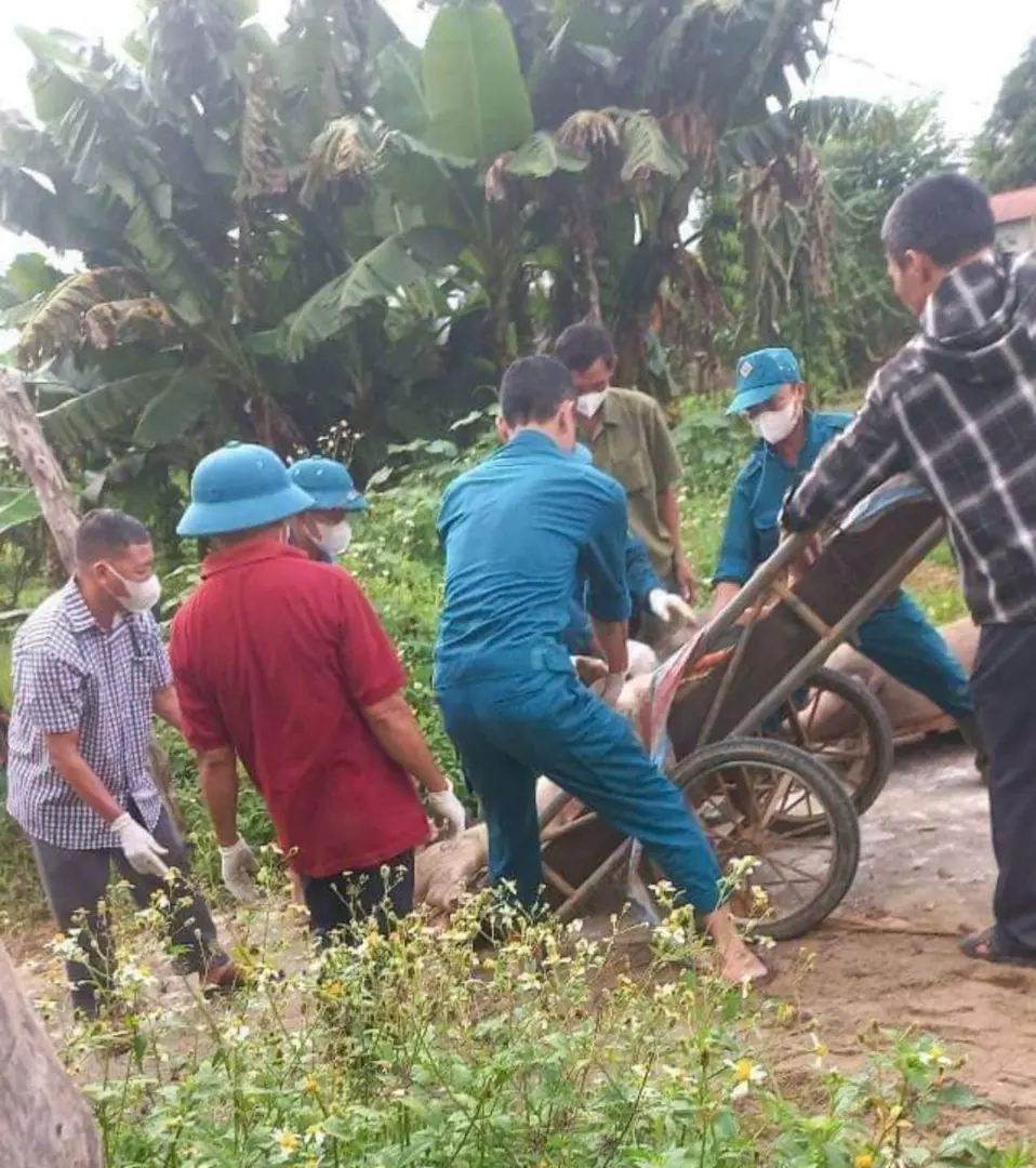 Nghệ An: tăng cường công tác phòng chống dịch tả lợn châu Phi