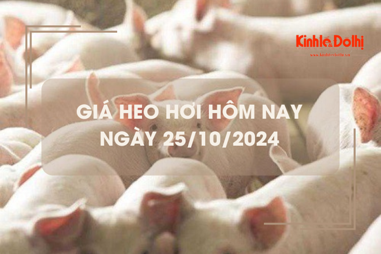 Giá heo hơi hôm nay 25/10: tiếp đà giảm trên cả nước