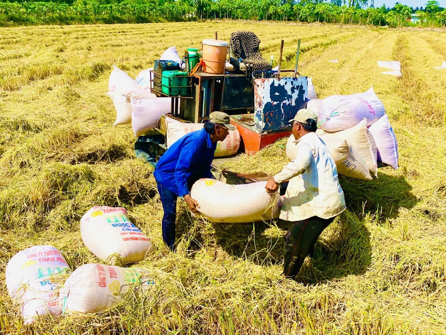 Thúc đẩy liên kết chuỗi giá trị lúa gạo, phát triển bền vững