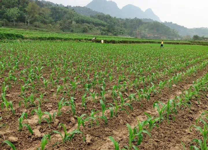 Hà Nam: mở rộng diện tích trồng cây vụ Đông