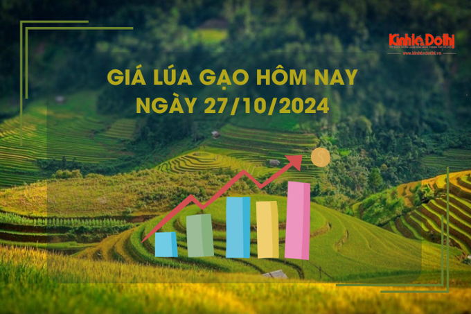 Giá lúa gạo hôm nay 27/10: giá lúa tăng, giảm trái chiều từ 100 - 200 đồng/kg