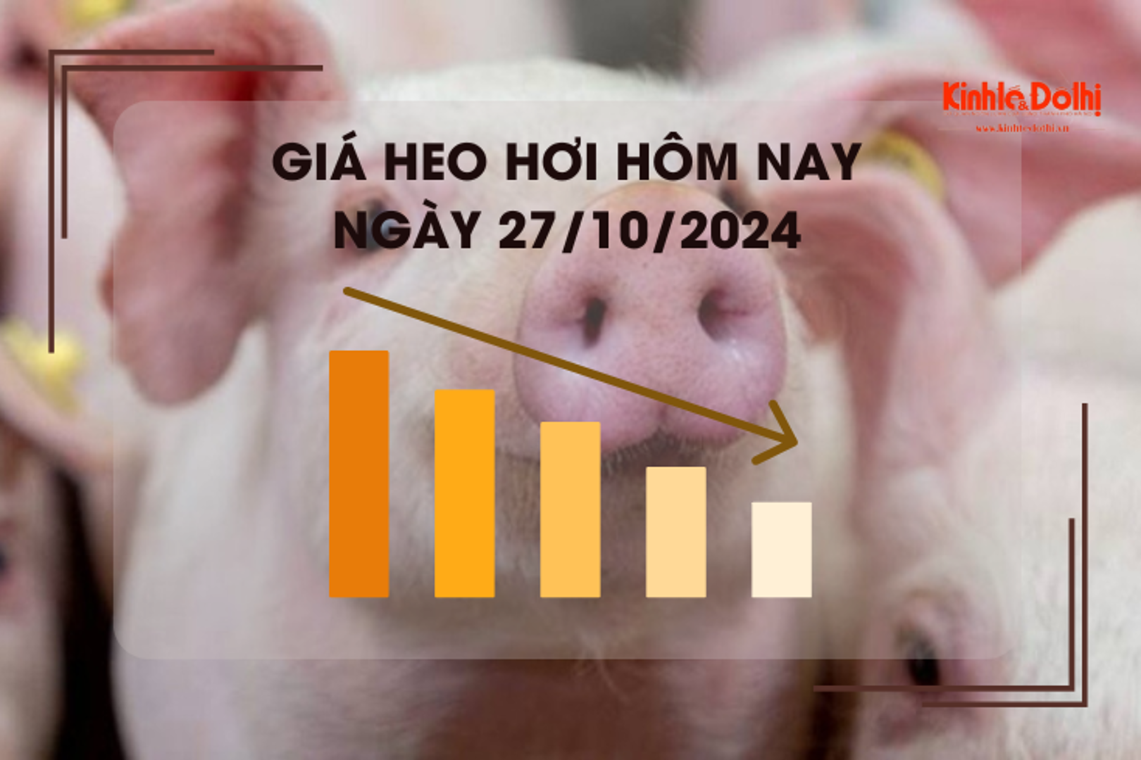 Giá heo hơi hôm nay 27/10: Đắk Lắk ghi nhận giá heo hơi thấp nhất cả nước 58.000 đồng/kg