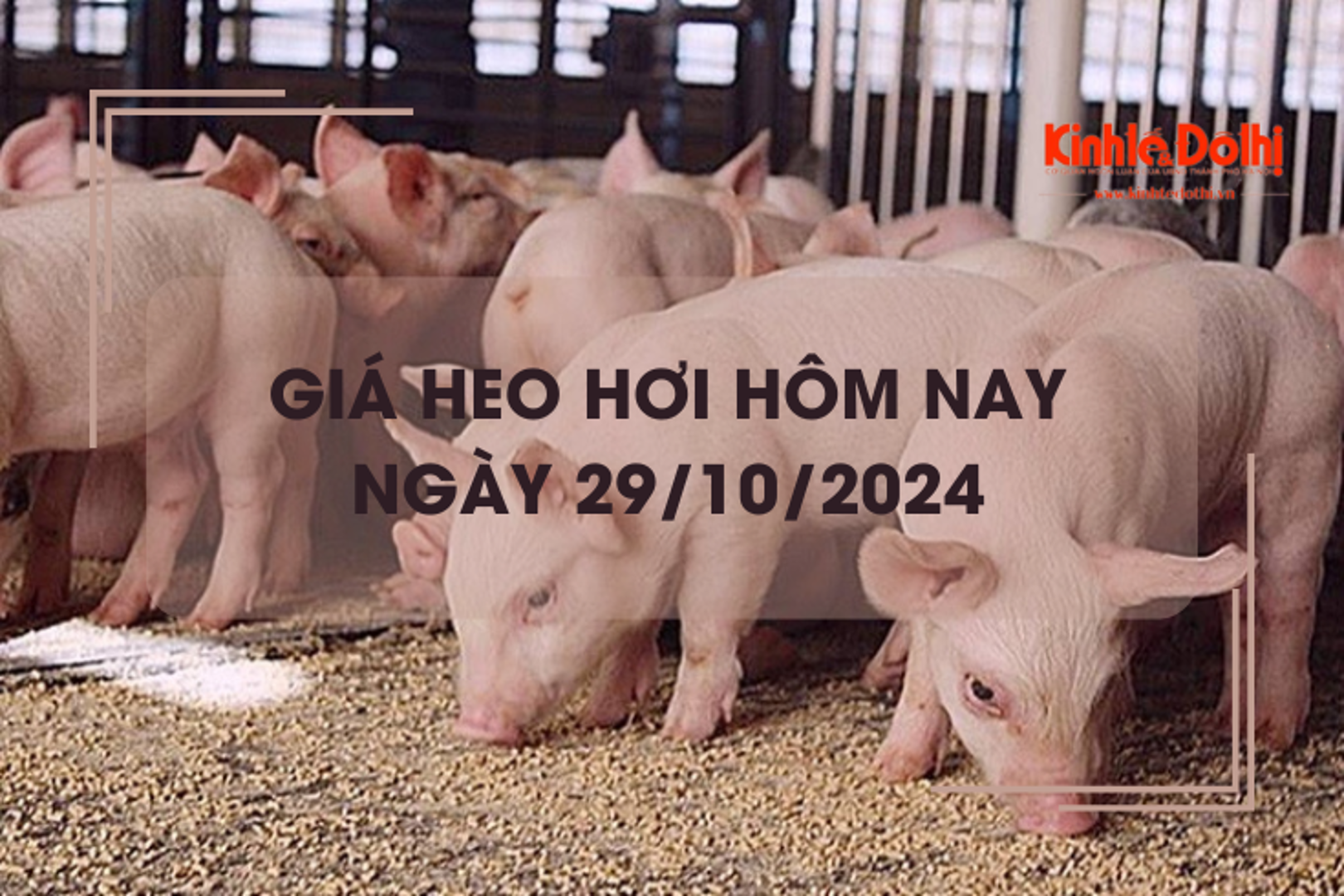 Giá heo hơi hôm nay 29/10: miền Bắc cao nhất 63.000 đồng/kg