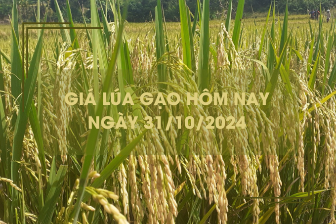 Giá lúa gạo hôm nay 31/10: gạo xuất khẩu giảm