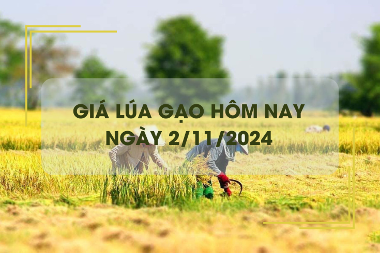 Giá lúa gạo hôm nay 2/11: giá lúa tăng bật tăng