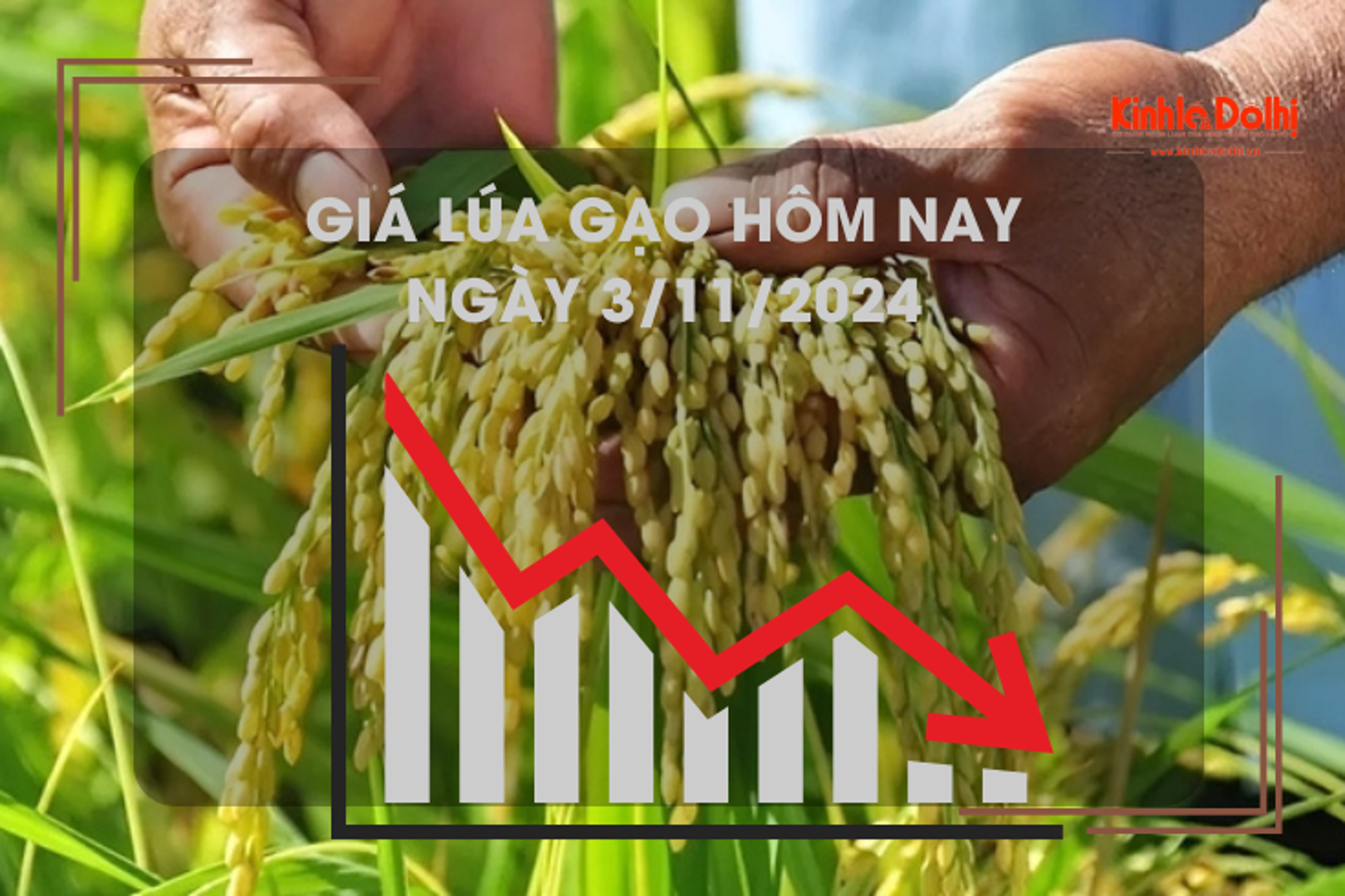 Giá lúa gạo hôm nay 3/11: tăng mạnh 1.000 - 1.200 đồng/kg 