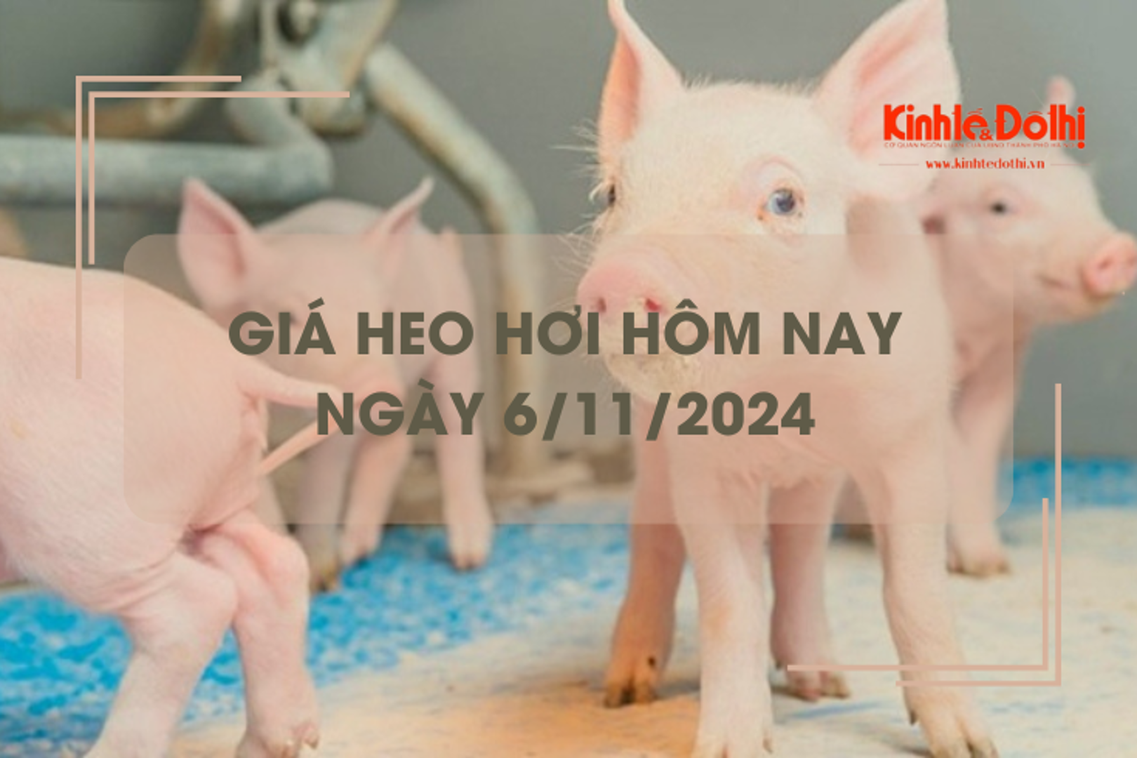 Giá heo hơi hôm nay 6/11: biến động trái chiều một số nơi ở phía Nam