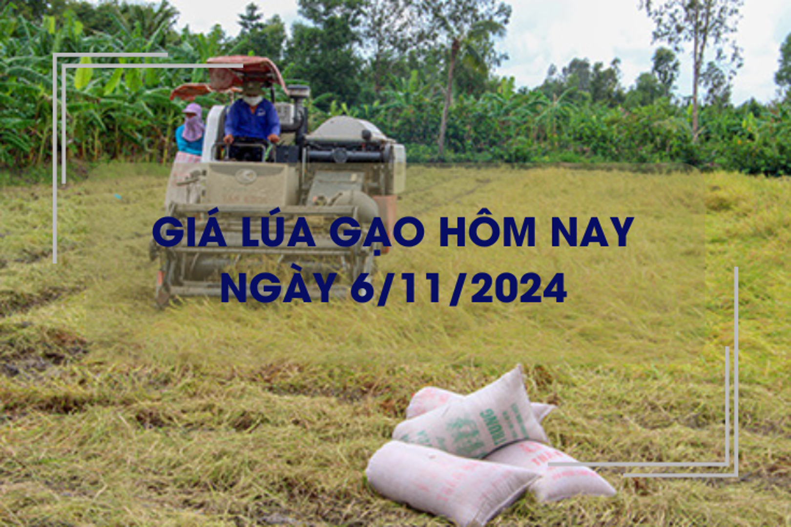 Giá lúa gạo hôm nay 6/11: giá lúa tăng, giảm trái chiều