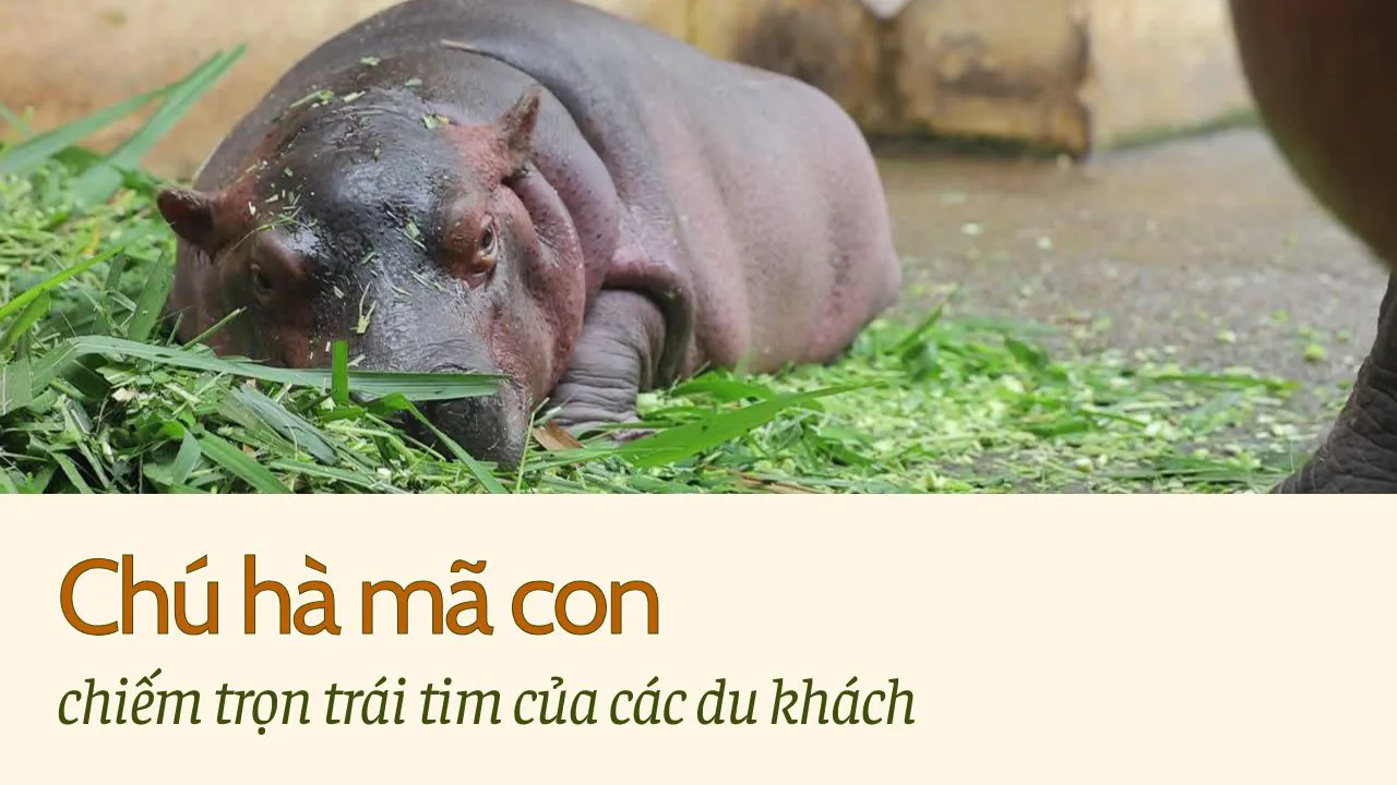 Hà mã con "đốn tim" du khách đến Vườn thú Hà Nội