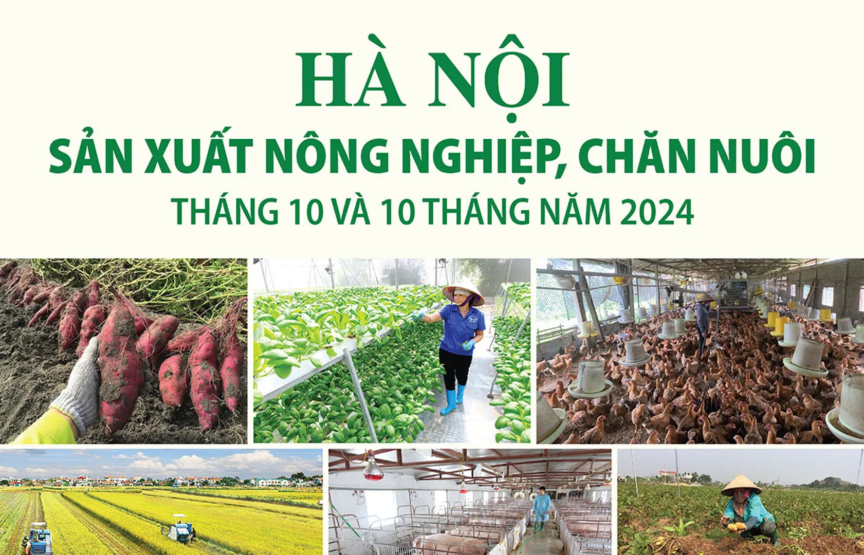 Hà Nội: sản xuất nông nghiệp, chăn nuôi ảnh hưởng do bão Yagi