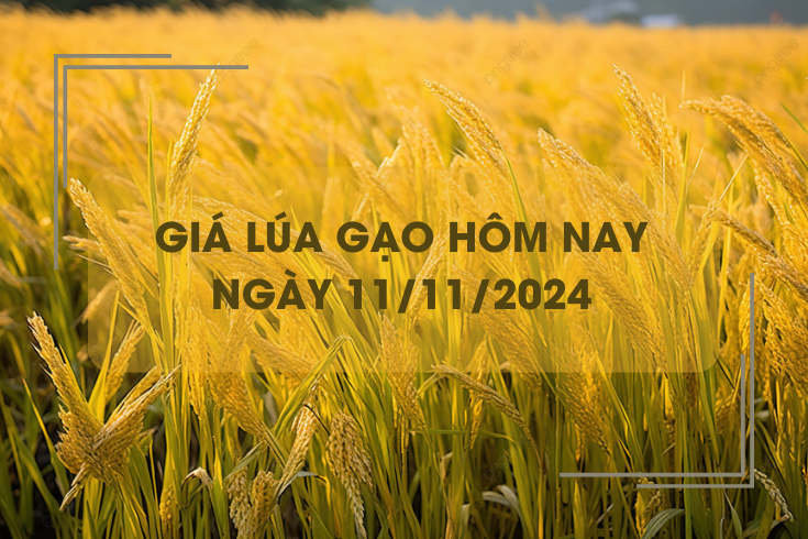 Giá lúa gạo hôm nay 11/11: giá gạo Việt Nam xuất khẩu đứng đầu khu vực
