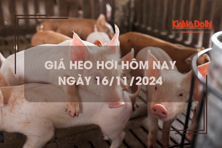 Giá heo hơi hôm nay 16/11: Hà Nội thu mua tại mức 64.000 đồng/kg