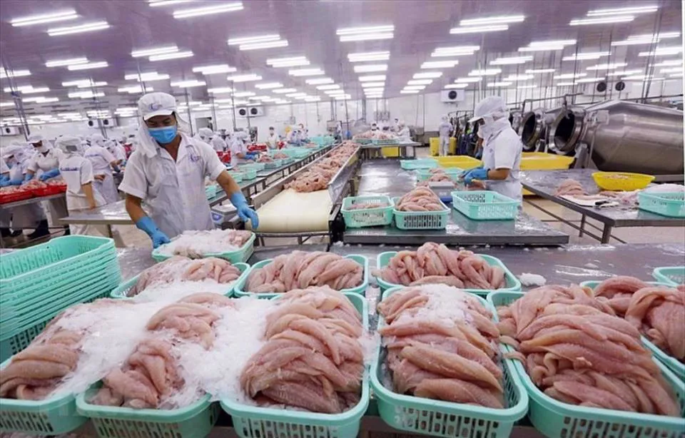 Xuất khẩu cá tra năm 2024 đạt trên 1,56 tỉ USD