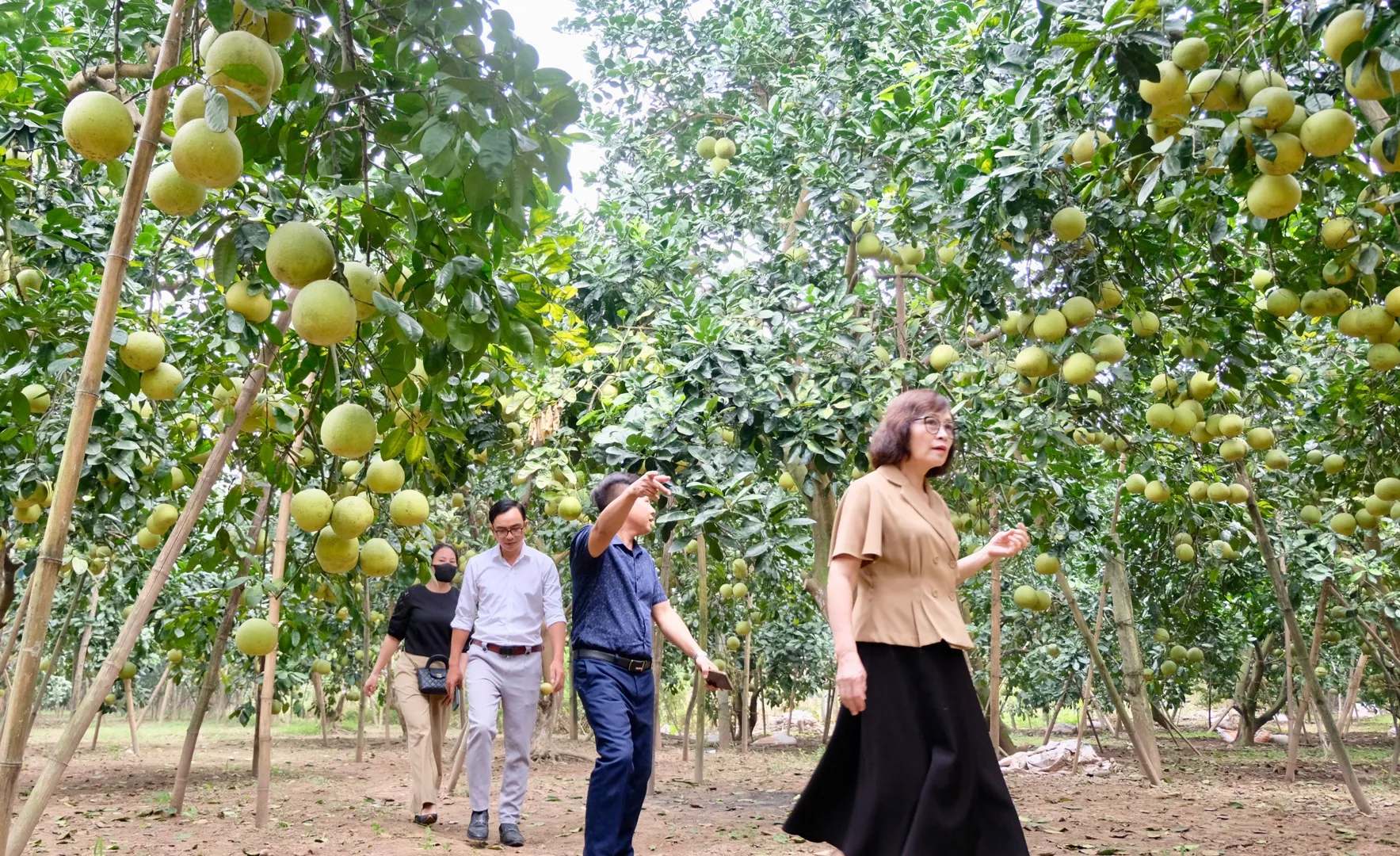 Hà Nội: doanh nghiệp về tận vườn thu mua chuối, bưởi cho nông dân