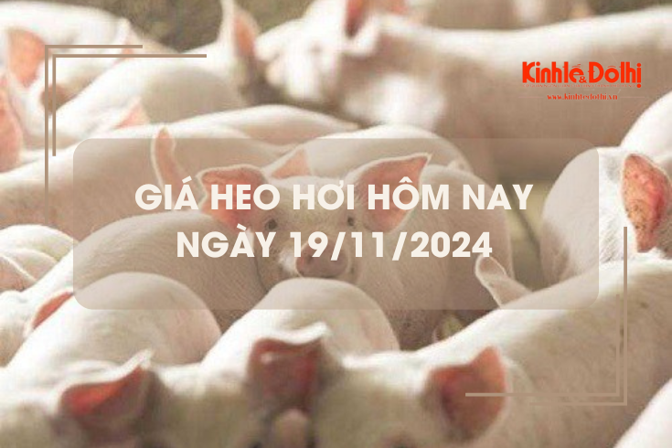 Giá heo hơi hôm nay 19/11: tăng giảm không đồng nhất