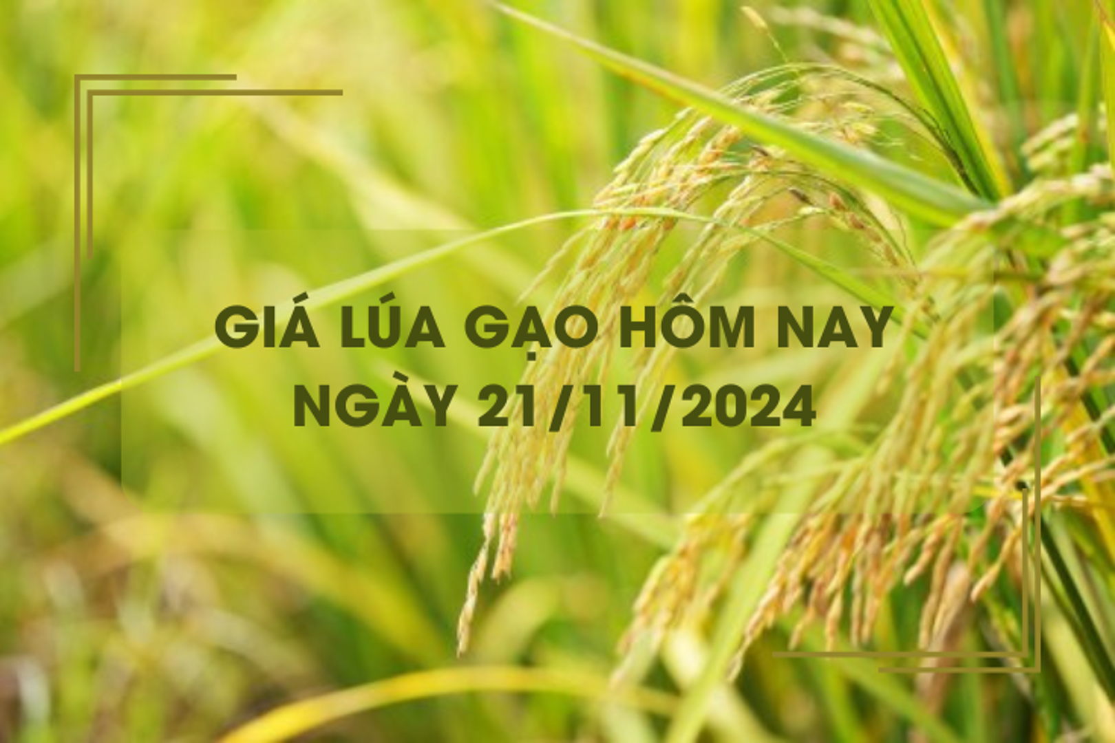 Giá lúa gạo hôm nay 21/11: gạo xuất khẩu giảm mạnh