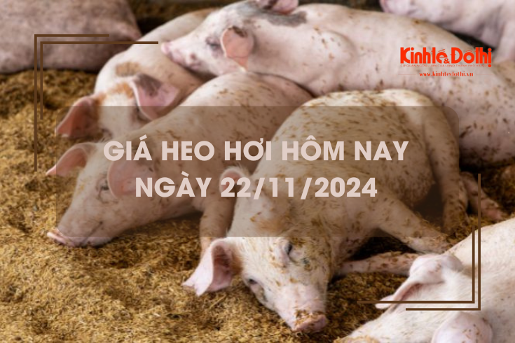 Giá heo hơi hôm nay 22/11: Trà Vinh tiếp tục thu mua ở mức thấp 60.000 đồng/kg