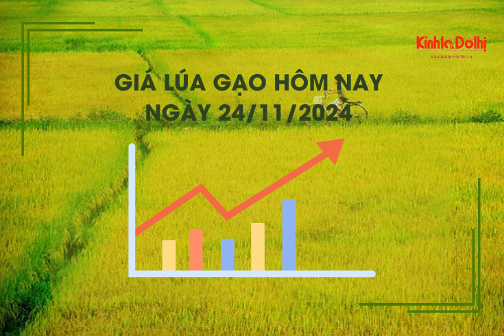 Giá lúa gạo hôm nay 24/11: lúa Thu Đông giao dịch chậm