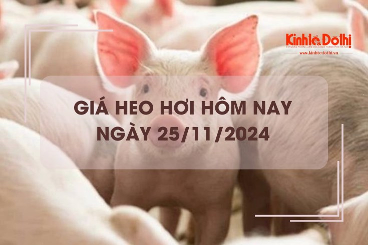 Giá heo hơi hôm nay 25/11: Đắk Lắk có giá thu mua thấp nhất cả nước 59.000 đồng/kg