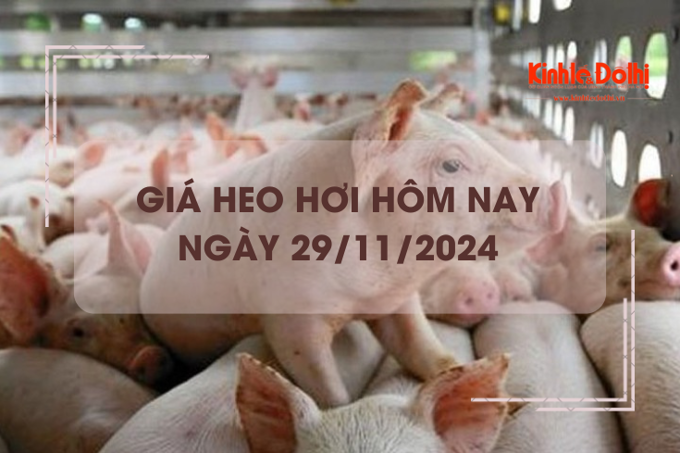 Giá heo hơi hôm nay 28/11: Thái Bình thu mua heo hơi cao nhất cả nước