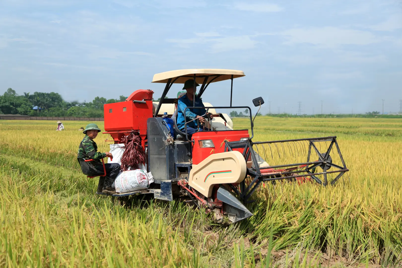 Thúc đẩy xuất khẩu gạo sang Trung Quốc