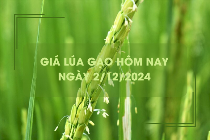 Giá lúa gạo hôm nay 2/12: giá lúa neo mức cao