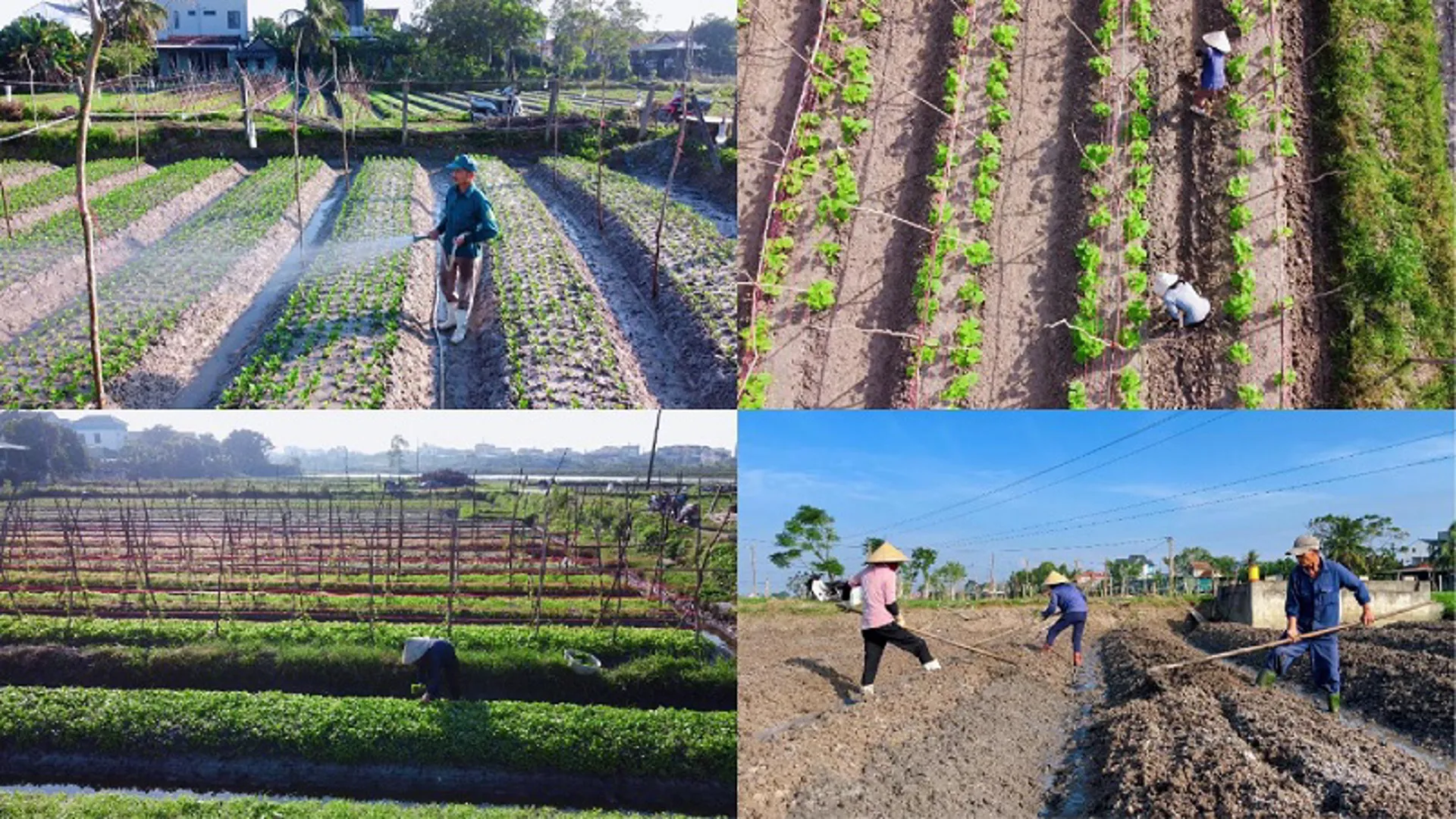 Quảng Bình: nông dân tất bật xuống giống, chăm sóc hoa màu vụ Tết