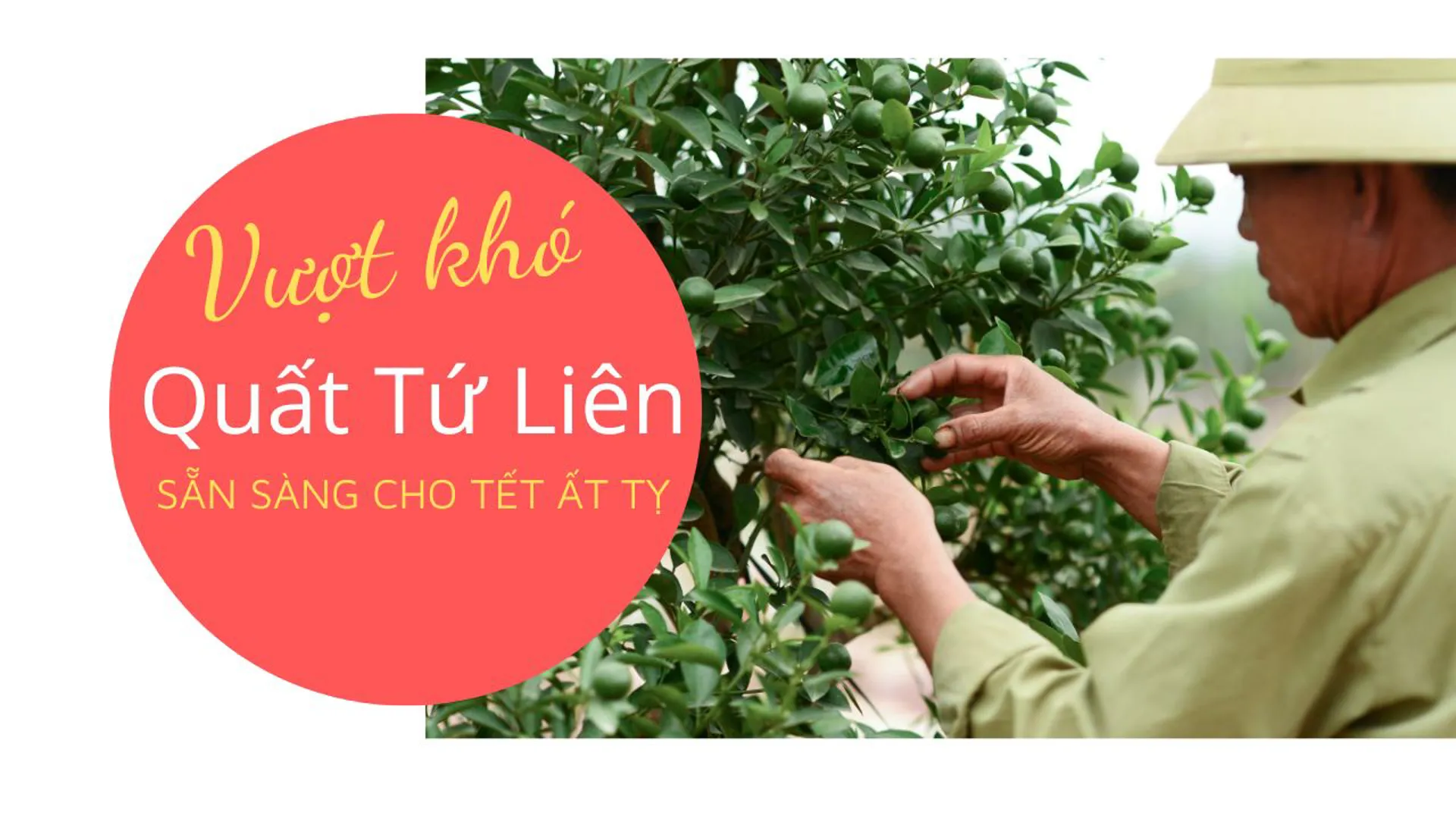 "Vượt khó" quất Tứ Liên sẵn sàng cho Tết Ất Tỵ