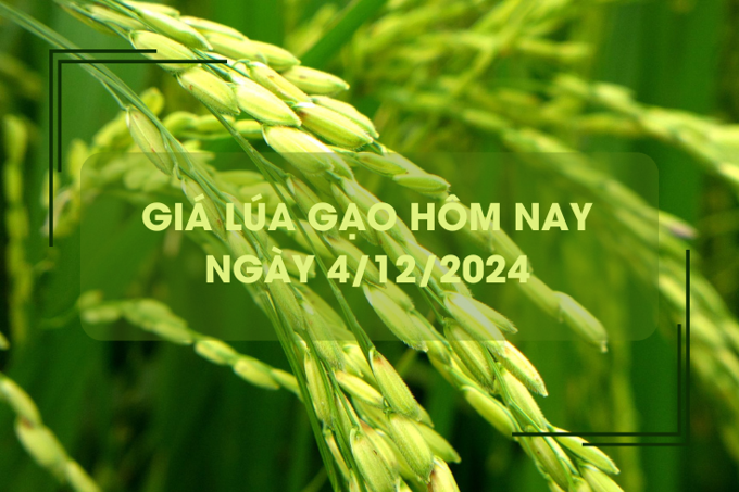 Giá lúa gạo hôm nay 4/12: gạo đẹp giá cao