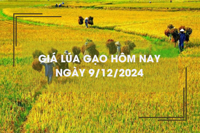 Giá lúa gạo hôm nay 9/12: giá lúa tươi neo cao