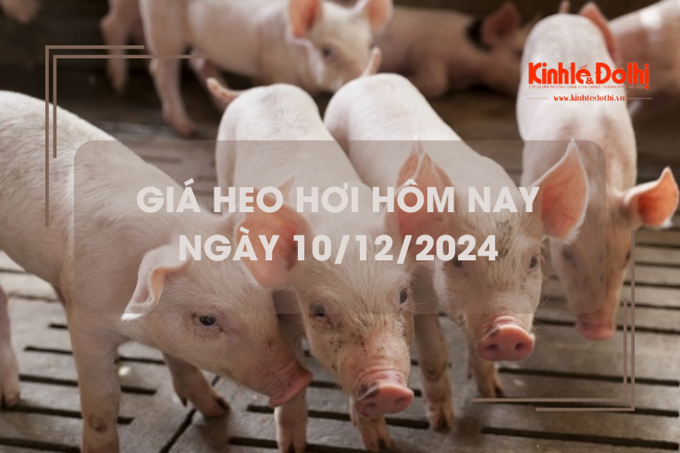 Giá heo hơi hôm nay 10/12: tăng trên cả 3 miền 