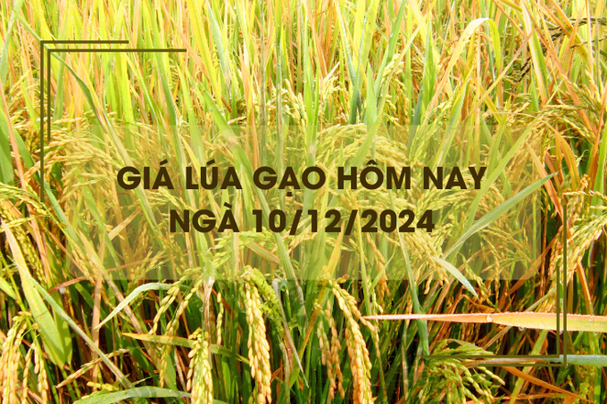 Giá lúa gạo hôm nay 10/12: gạo nguyên liệu thơm nhích nhẹ