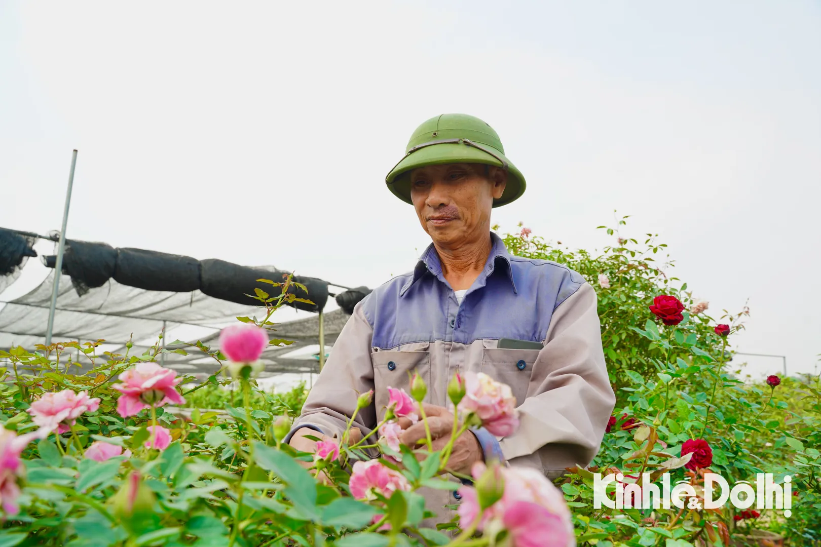 Người dân trồng hoa Mê Linh tất bật cho vụ Tết