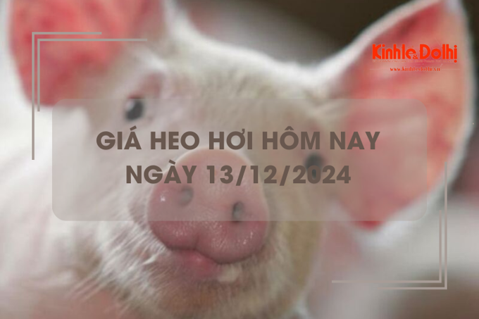 Giá heo hơi hôm nay 13/12: miền Nam tăng nhẹ