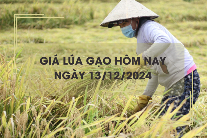 Giá lúa gạo hôm nay 13/12: lúa tươi neo cao, gạo các loại giảm nhẹ