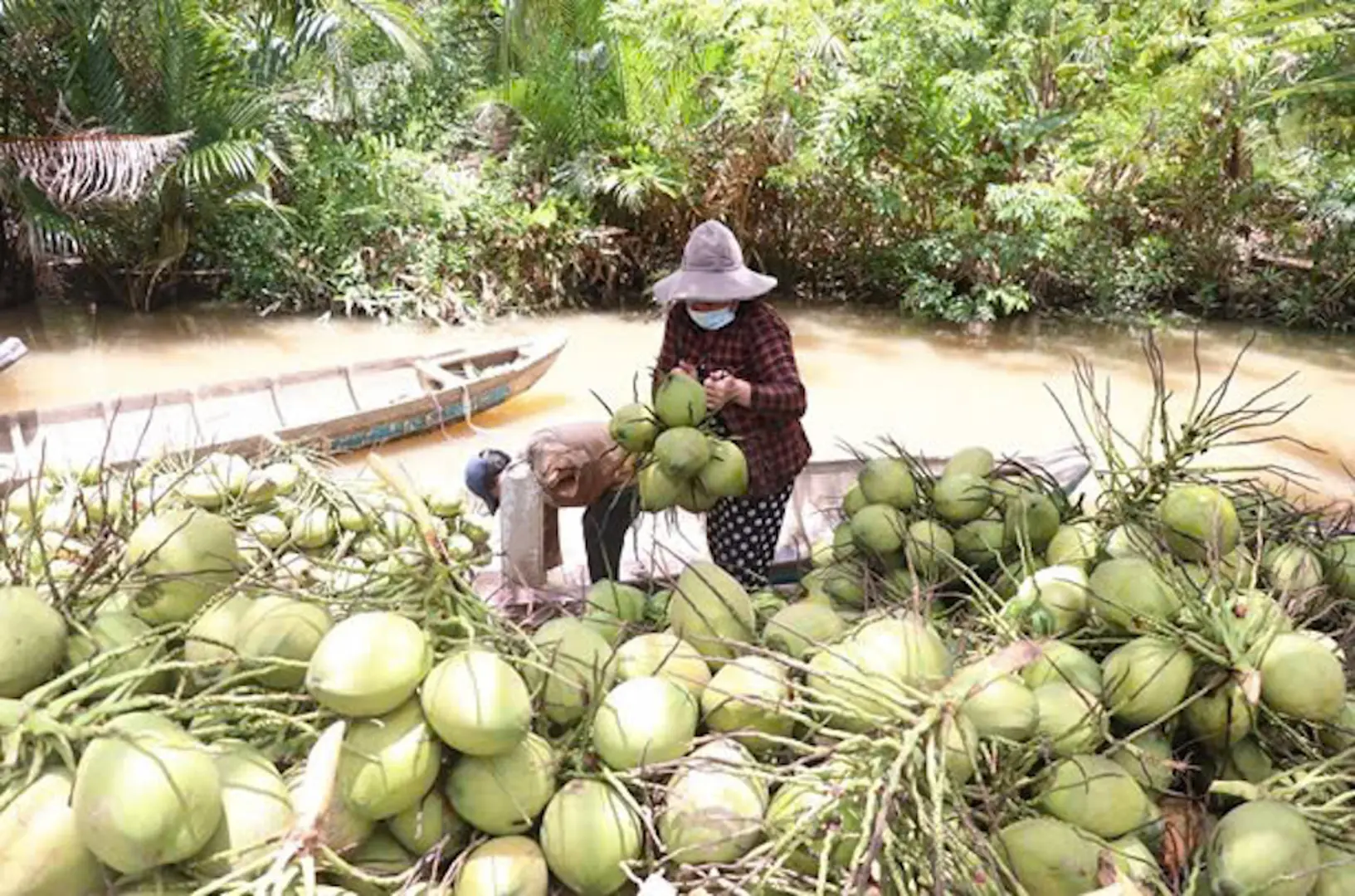 Nâng cao chuỗi giá trị dừa Việt Nam trong xu hướng xanh hóa