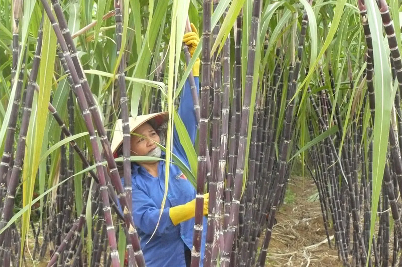 Hòa Bình: tạo đà phát triển vùng nguyên liệu mía