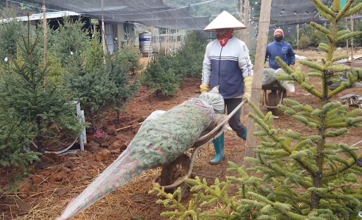 Cây thông Mộc Châu đến với người dân dịp Giáng sinh