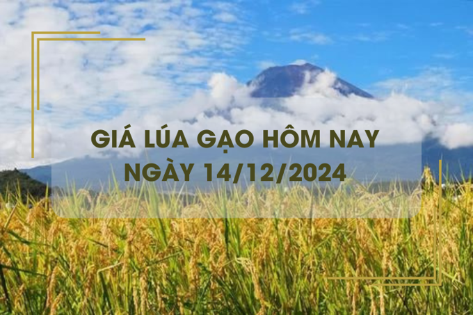 Giá lúa gạo hôm nay 14/12: giá gạo tiếp đà giảm nhẹ 