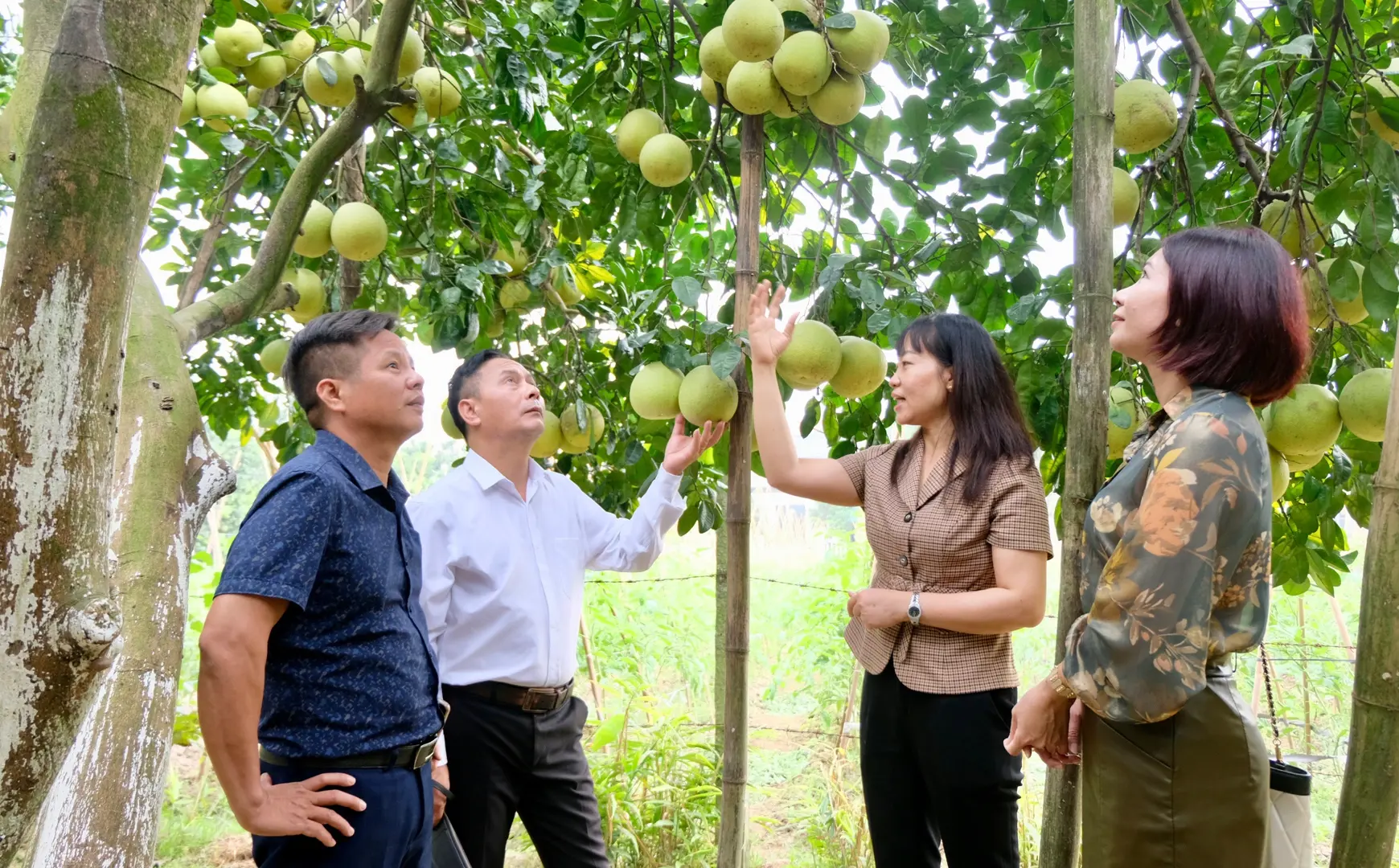 Tìm đầu ra cho trái cây chủ lực của huyện Phúc Thọ