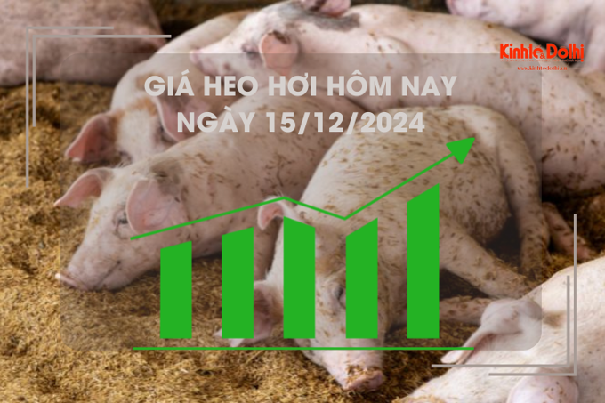 Giá heo hơi hôm nay 15/12: cao nhất 64.000 đồng/kg